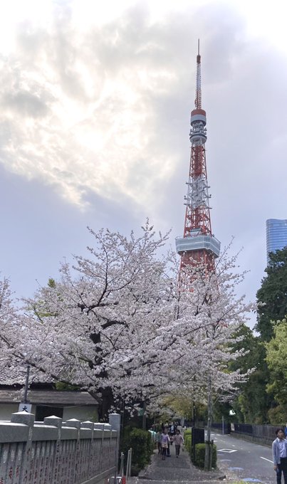 今年の桜もいい感じ！ https://t.co/AMTpUQNIiZ