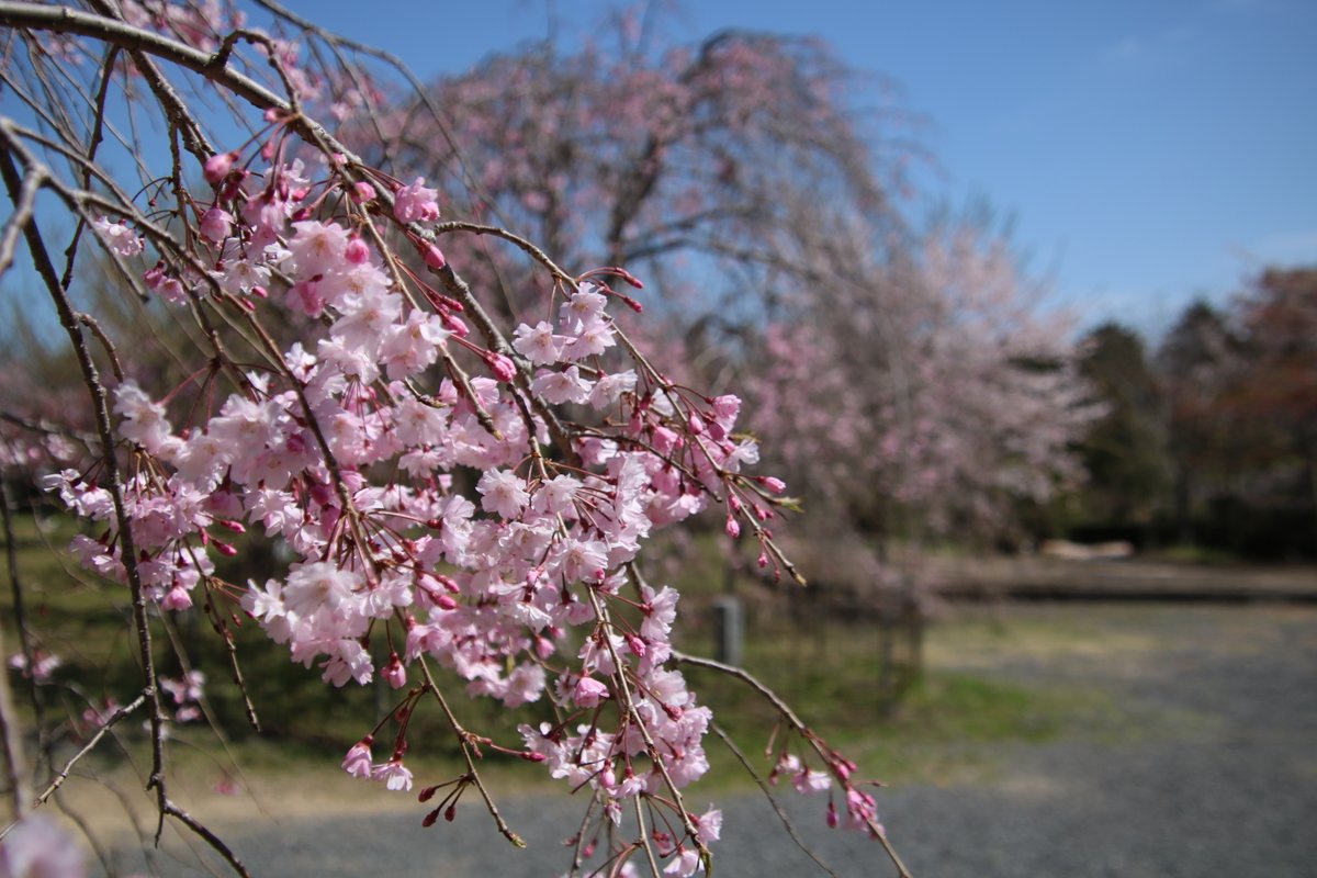 shimacity_en's tweet photo. Spring is in the air! 🌸🌸🌸
Check out the blooming cherry blossoms at the foot of the Yokoyama Observatory in #ShimaCity!

At an altitude of 140 meters, you can enjoy one of the most beautiful views in #Japan, the Ago Bay ria coast!

#sakura #IseShima #MiePrefecture #JapanTravel https://t.co/rFQypbvInl