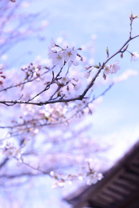 花見してきた。 