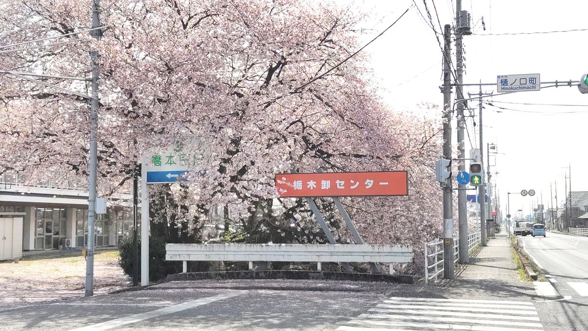 「今朝、出勤途中に栃木市樋ノ口町の栃木卸センター周辺で満開に咲く桜を、再び撮影しま」|竹ちょ@ワクチン4回接種済みのイラスト