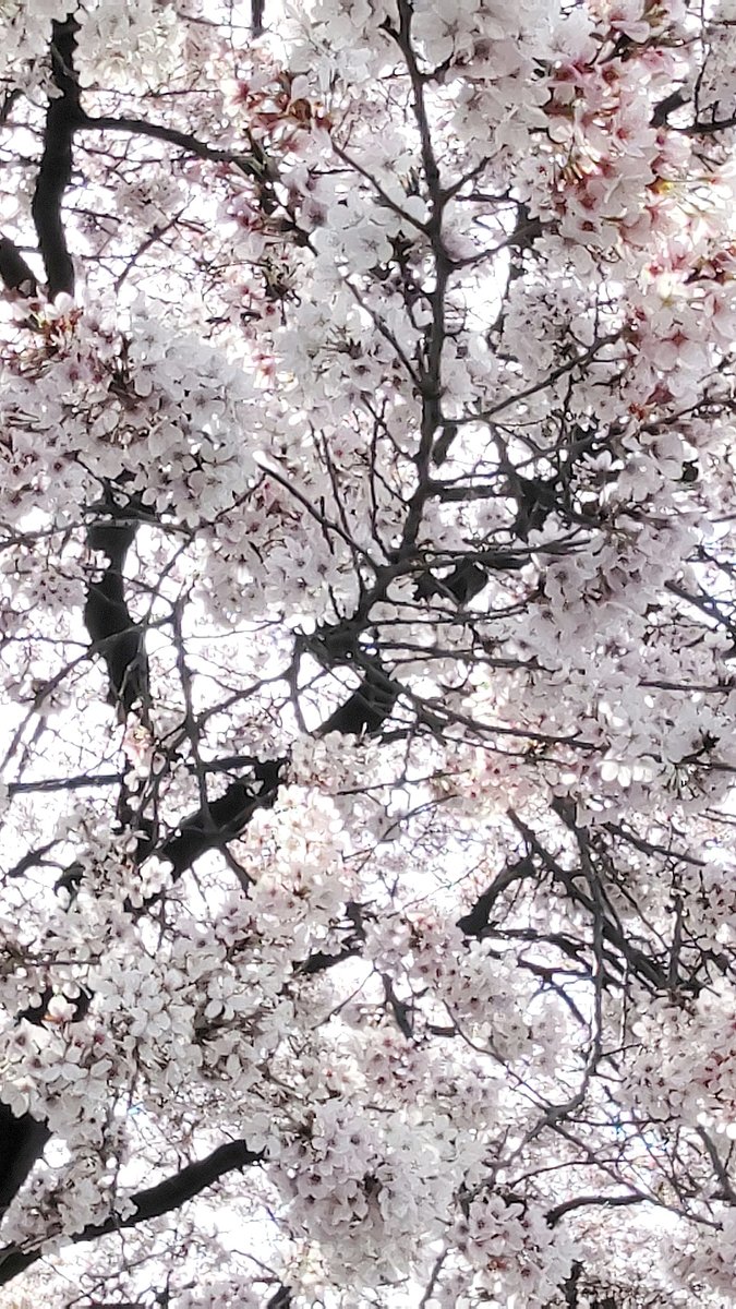 「今朝、出勤途中に栃木市樋ノ口町の栃木卸センター周辺で満開に咲く桜を、再び撮影しま」|竹ちょ@ワクチン4回接種済みのイラスト