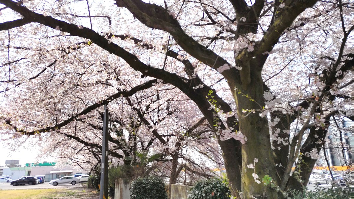 「今朝、出勤途中に栃木市樋ノ口町の栃木卸センター周辺で満開に咲く桜を、再び撮影しま」|竹ちょ@ワクチン4回接種済みのイラスト