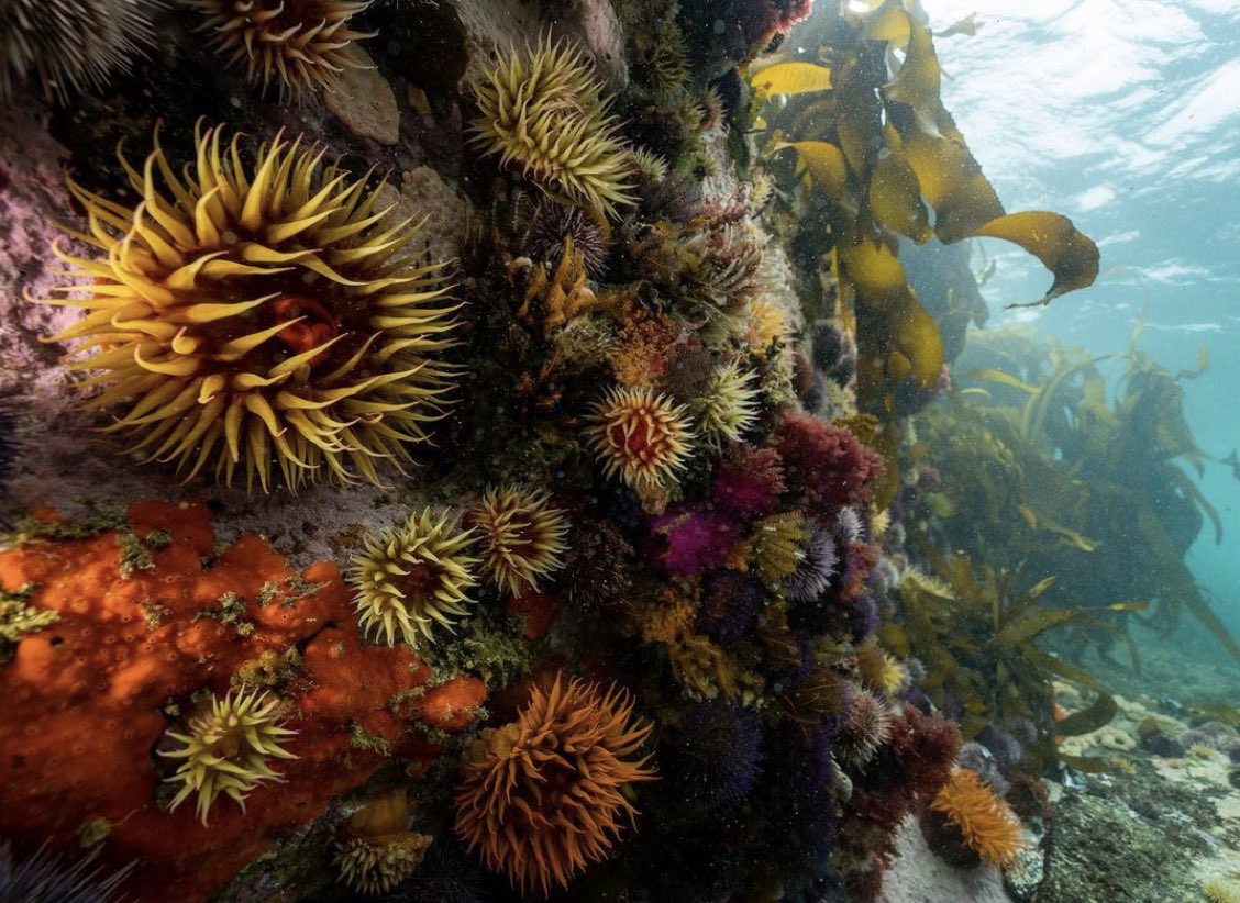 It's finally Friday! Time to unwind, relax, and enjoy the weekend ahead.

How beautiful is this #underwater garden of sea #anemones? Who says the world beneath the waves can't be colourful, vibrant and full of life? 🤩

Image by Helene Walne | @helen_walne