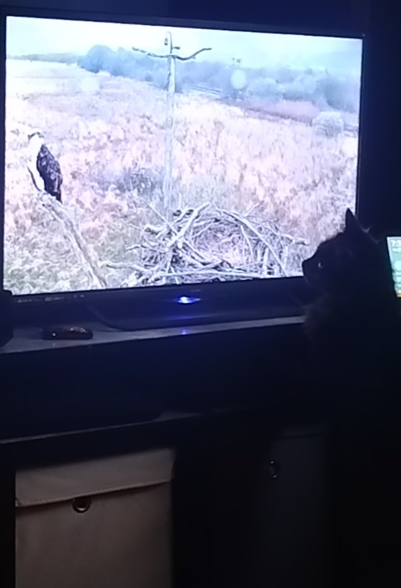 We Love watching it first thing of a morning with the kids before school and it seems my cat Spike does too <a href="/DyfiOspreys/">Dyfi Osprey Project</a>