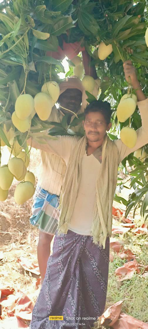 KissanPro's tweet photo. Are you excited mango season is here....
we are all set to supply all leading retail and quick 
commerce brands directly from our managed farms ...

#Mango #agritech #farmers https://t.co/a1MvV7HiYt