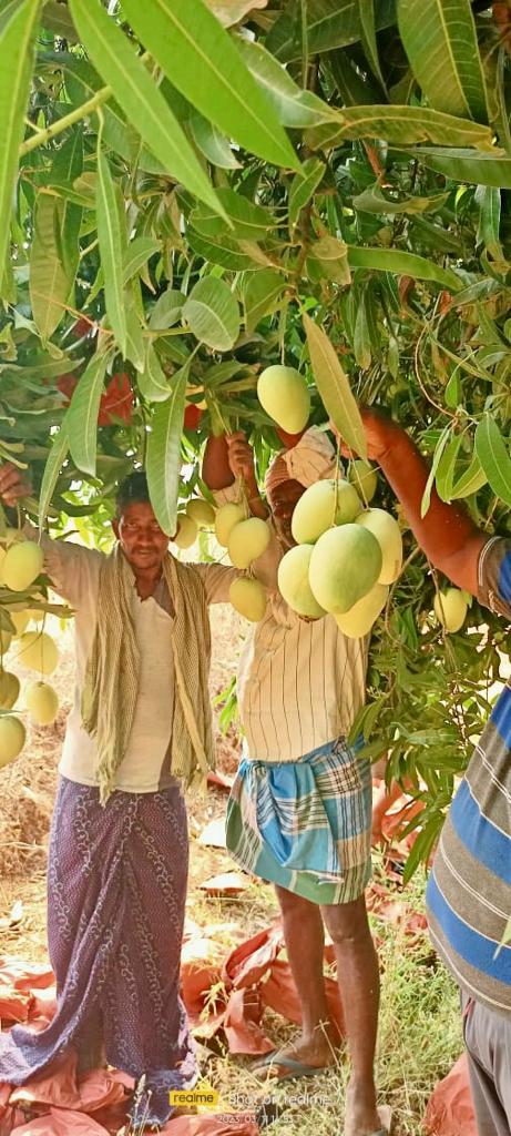 KissanPro's tweet photo. Are you excited mango season is here....
we are all set to supply all leading retail and quick 
commerce brands directly from our managed farms ...

#Mango #agritech #farmers https://t.co/a1MvV7HiYt