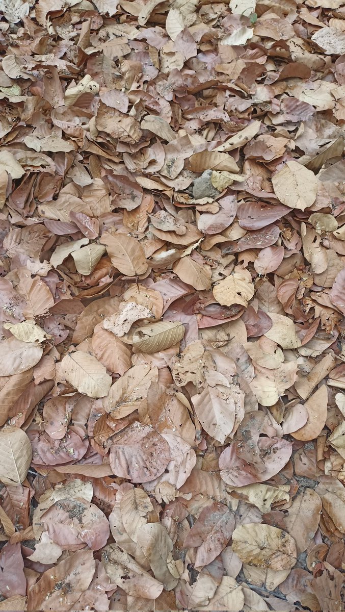 prabhatkiran79's tweet photo. Leaf litter 

#sal #shorea #robusta #kapilvastu #nepal #salforest https://t.co/FzHeXtpxdv