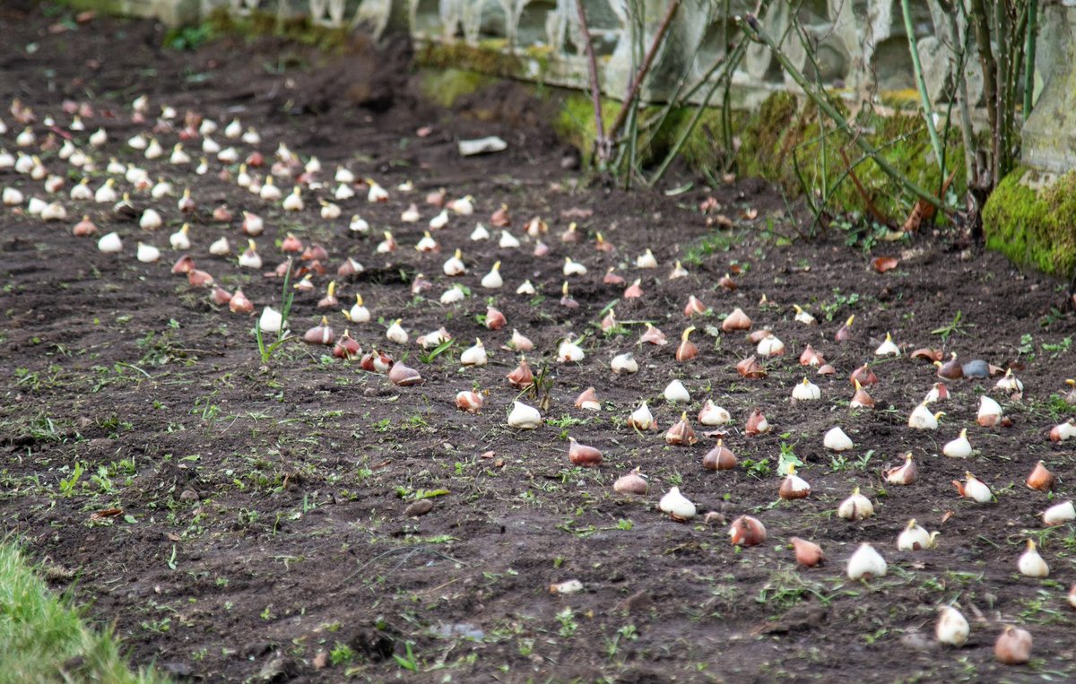 The gardens team have been busy over the winter planting approximately 2,000 tulip bulbs around the croquet lawn and pots in the gardens.

We're looking forward to watching these bloom in April, providing bursts of colour &amp; food sources for pollinators. 

#BlossomWatch