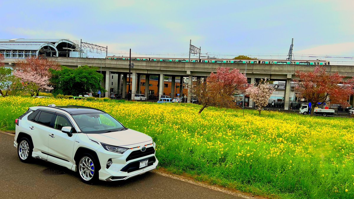 RAV4_MODELLISTA's tweet photo. 写活してきました📸
地元にある桜&菜の花畑です😊
まさに黄色い絨毯ですね✨
4枚目の写真は横浜市営地下鉄グリーンラインの車両とコラボすることが出来ました\(^o^)/
#SAKURAV4
#RAV4
#RAV4HYBRID
#AXAH54
#TOYOTA
#桜
#菜の花
#横浜市営地下鉄
#グリーンライン
#川和町駅 https://t.co/KrszUZt3Zl