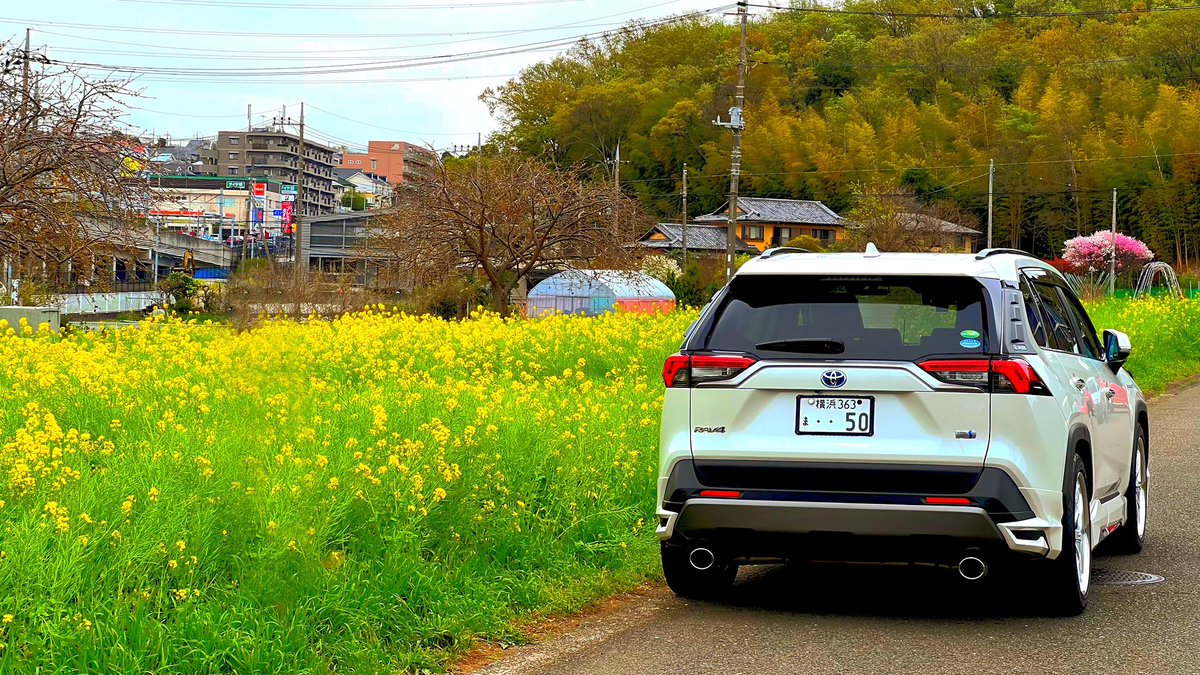 RAV4_MODELLISTA's tweet photo. 写活してきました📸
地元にある桜&菜の花畑です😊
まさに黄色い絨毯ですね✨
4枚目の写真は横浜市営地下鉄グリーンラインの車両とコラボすることが出来ました\(^o^)/
#SAKURAV4
#RAV4
#RAV4HYBRID
#AXAH54
#TOYOTA
#桜
#菜の花
#横浜市営地下鉄
#グリーンライン
#川和町駅 https://t.co/KrszUZt3Zl