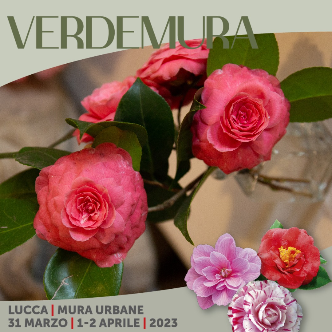Verdemura's tweet photo. Georg Joseph Kamel 1661-1706 fu un missionario famoso per aver scritto i primi resoconti completi della flora delle Filippine. Linneo volle omaggiarlo dedicandogli il nome di un nuovo genere di piante introdotte in Europa dall'oriente: nacque così il nome #Camellia #VerdeMura23 https://t.co/GTOc8V7Xfq