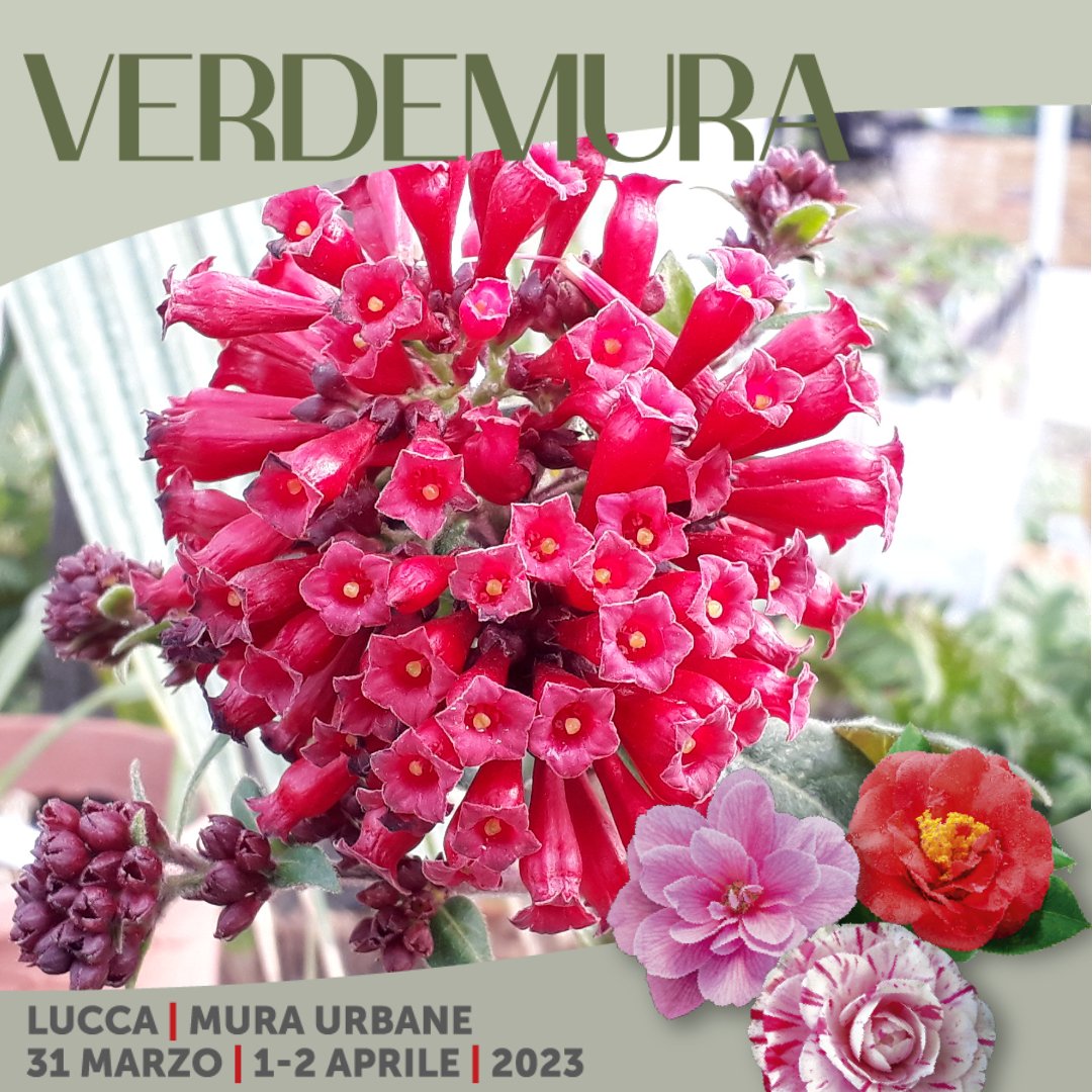 Verdemura's tweet photo. Il #Cestrum fasciculatum var newellii (considerato da alcuni un ibrido) è un arbusto originario del #Messico che può raggiungere anche due metri d’altezza. Fiorisce dalla tarda primavera a ottobre con mazzetti di fiori tubolari vellutati #rosso #carminio #red #VerdeMura23 https://t.co/ac81H98cZu