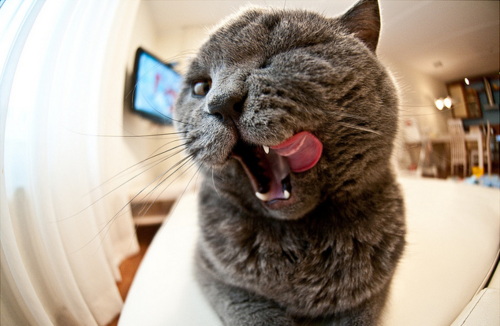 #cute #cat #cats #CatParty #CatsOfTwitter #CatsOnTwitter #catlover #meow #kitten #kitty #ilovecats