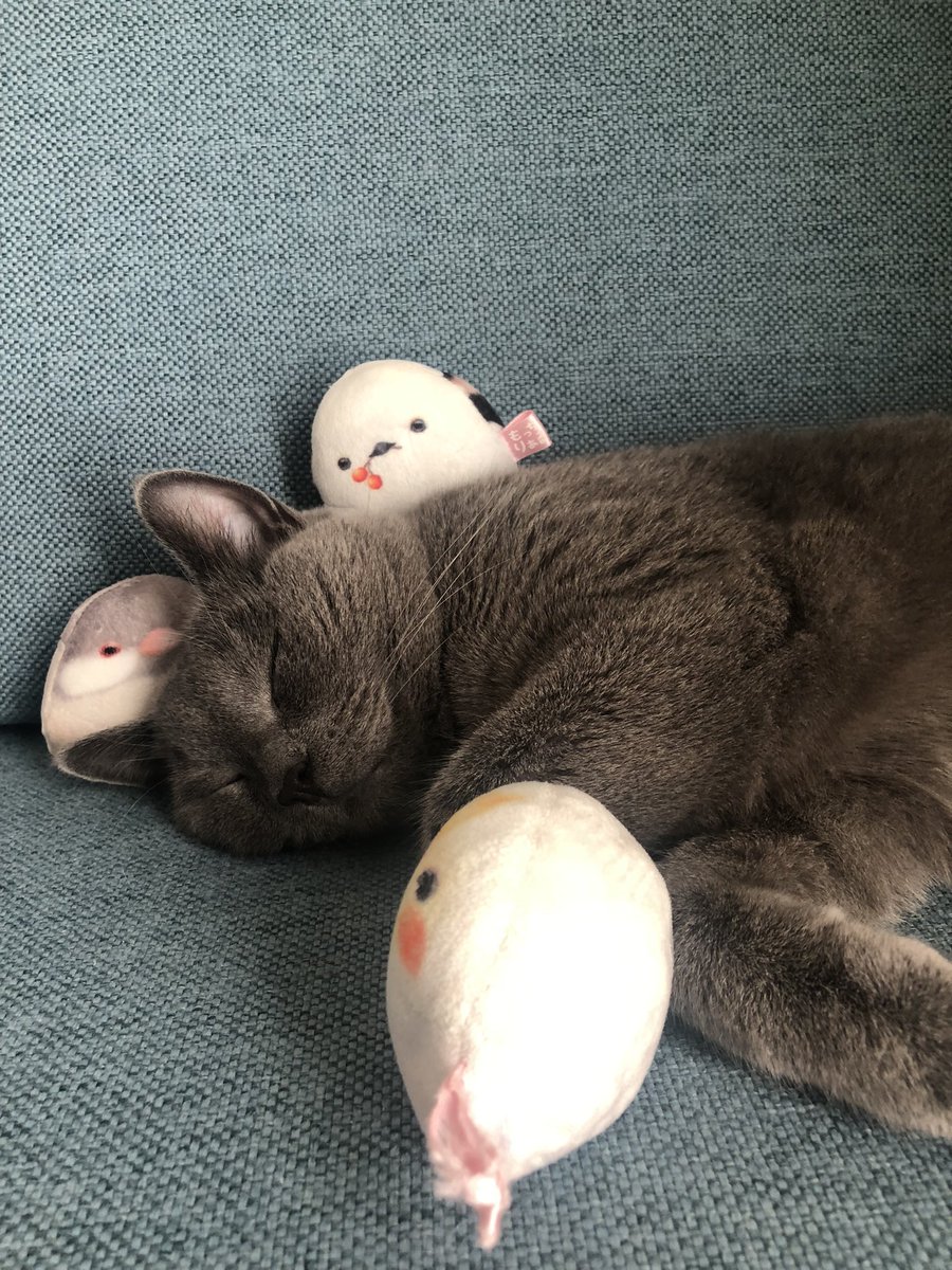 chartreux_ryu's tweet photo. ママー！！ピヨピヨ🐥
#シャルトリュー 
#雄ですが 
#ねこ https://t.co/6dc8KMKLU0