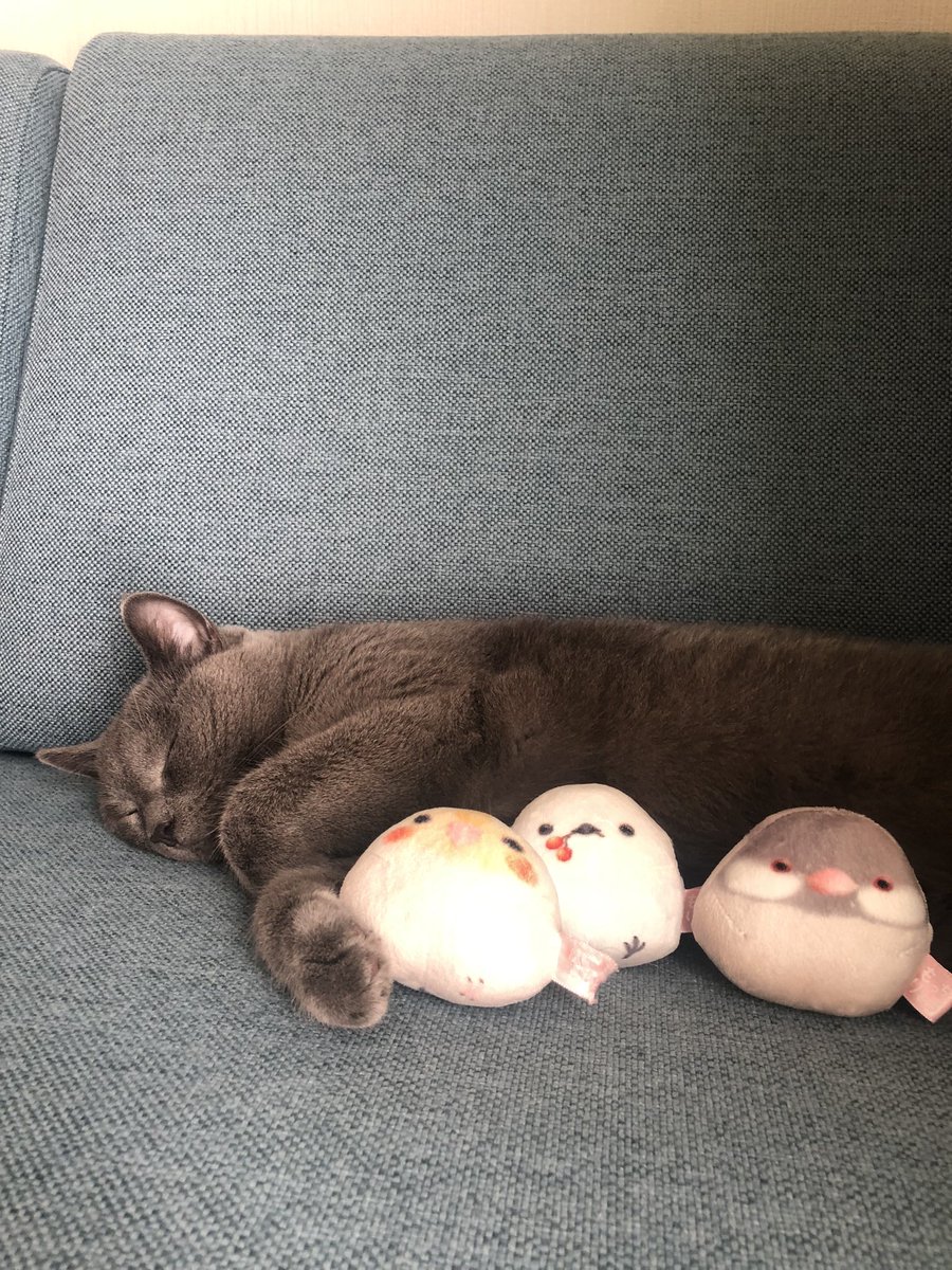 chartreux_ryu's tweet photo. ママー！！ピヨピヨ🐥
#シャルトリュー 
#雄ですが 
#ねこ https://t.co/6dc8KMKLU0