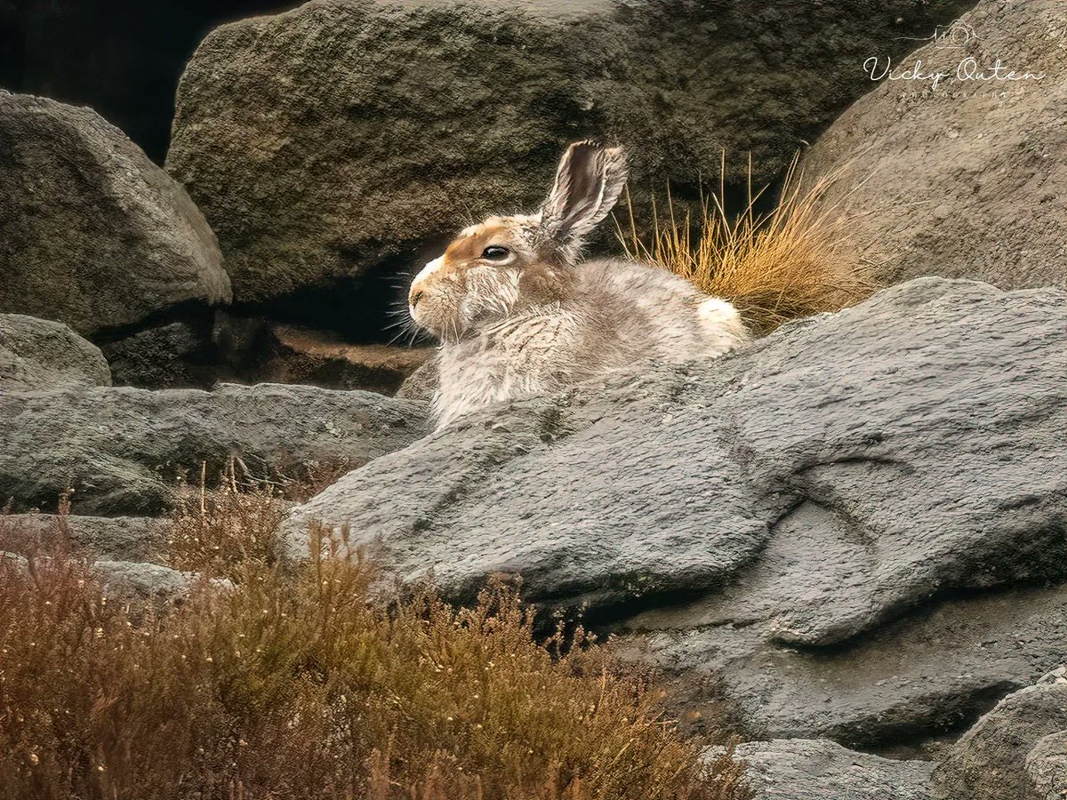 Mountain hare - this is a first for me. Record shot. 

#wildlife #wildlifephotography #bbccountryfilemagpotd #BBCWildlifePOTD @BBCSpringwatch @ThePhotoHour @wildlifemag @Natures_Voice @Britnatureguide @Team4Nature @NatureUK #mountainhare

vickyoutenpnotoraphy.com
