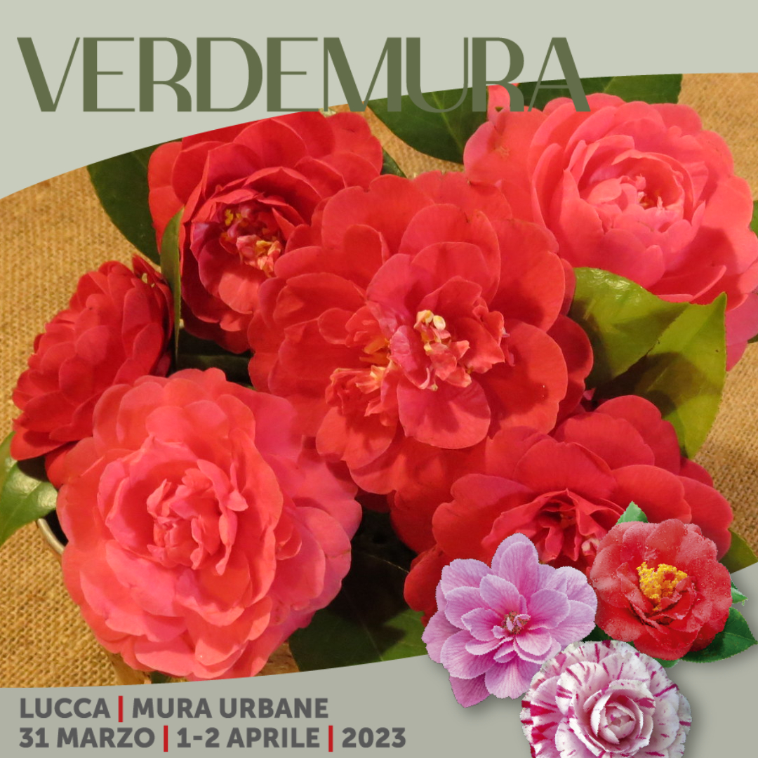 Verdemura's tweet photo. La tradizione di selezionare e dedicare nuove #camelie prosegue. Questa è la #camelia Emanuela Rosa Clot, dedicata nel 2014 dal @Vivaio Rhododendron - Lucca al direttore di Gardenia e Bell'Italia #verdemura23 https://t.co/YWpCE4q43D
