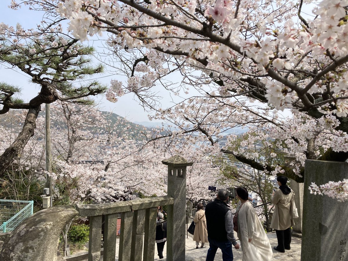 Stairs_ch's tweet photo. こんにちは！あい散歩です🦈☀️

お出かけ日和の気持ちー陽気ですね❗️

やっぱり春のおでかけは尾道‼︎🚶‍♀️🌸✨

千光寺の桜も8分咲き〜満開でとっっってもきれいでした✨🌸\(*´꒳`*)/🌸✨

散歩も写真も食べ歩きも楽しいですね!
♪♪

#春 #春散歩 #尾道  #桜 #海 #造船 #ステアーズ #あい散歩 https://t.co/IwPPfJm0D3
