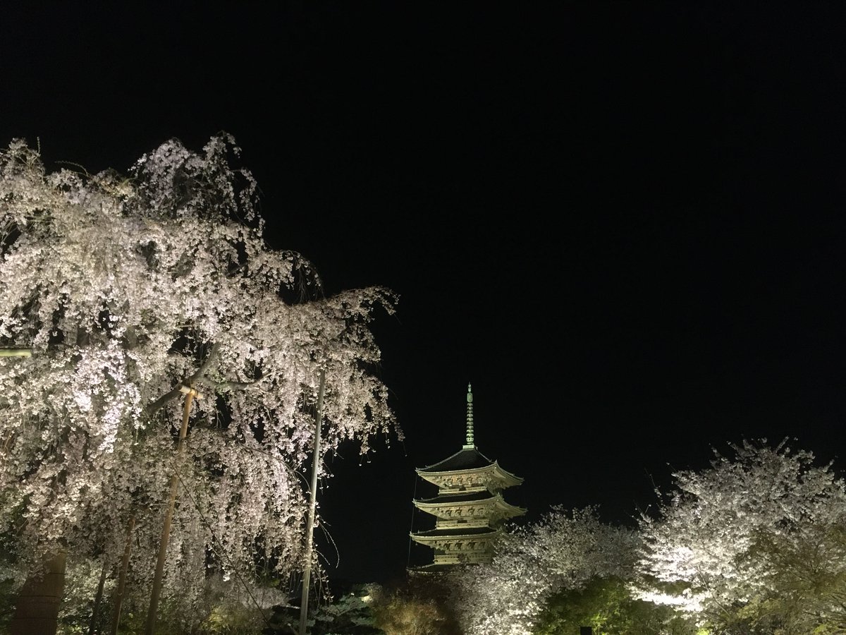 hyohyoan48's tweet photo. pictures of the cherry blossoms at night from my child
Toji Temple in Kyoto
遠くの子どもから届いた京都東寺の夜桜
#cherryblossoms #worldsolotravel #worldtravelcamera #世界ひとり旅 #夜桜 #東寺 #世界旅カメラ #Toji #worldheritage #京都の桜 #世界遺産 #cherryblossomsatnight https://t.co/dyc8P5sqlX