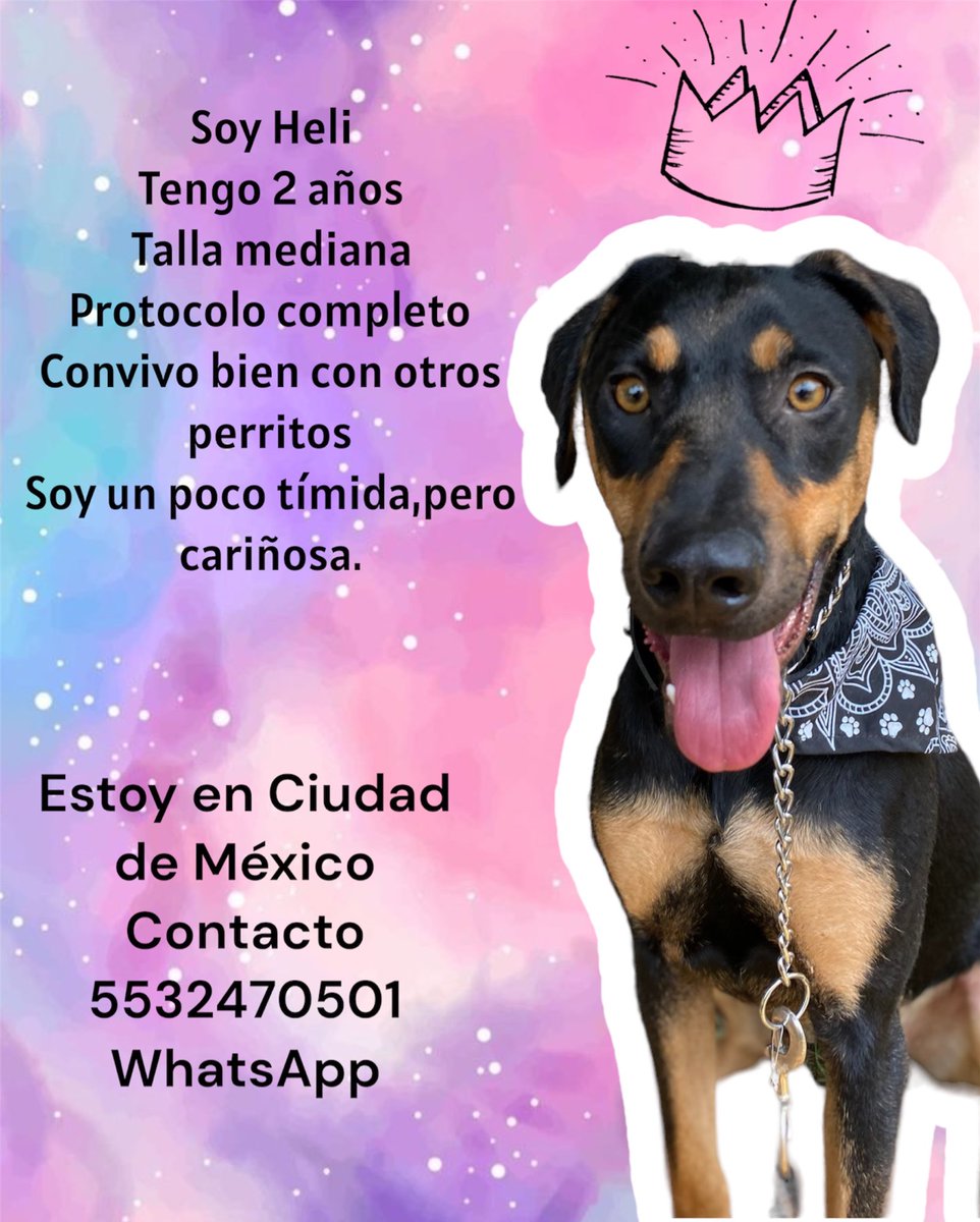 HELA_MORE's tweet image. Heli sigue buscando una familia 💜🐶
Conócela y dale una oportunidad ✨
#CDMX #AdoptaNoCompres