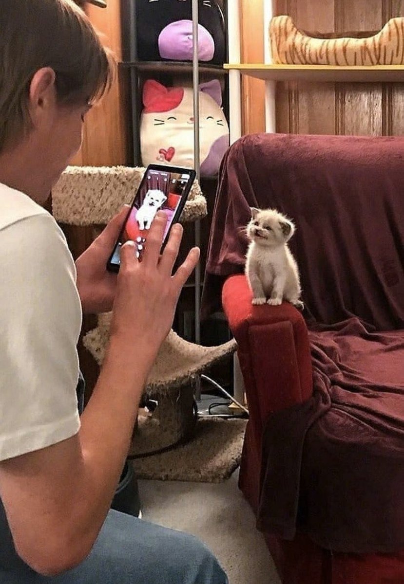 Why you should have a cat tweet media