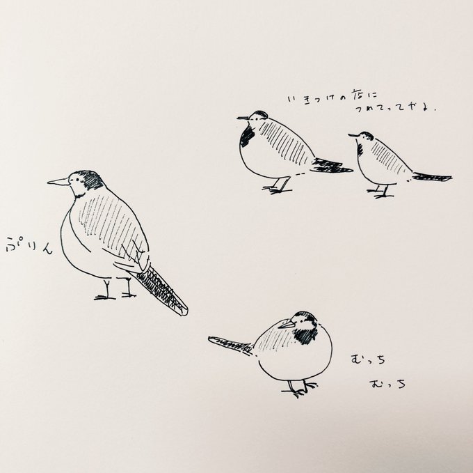 近所の魚屋さんに居ついてるハクセキレイがハクセキレイらしからぬぷりぷりボディで笑ってしまう 後輩?もよく連れてきている 