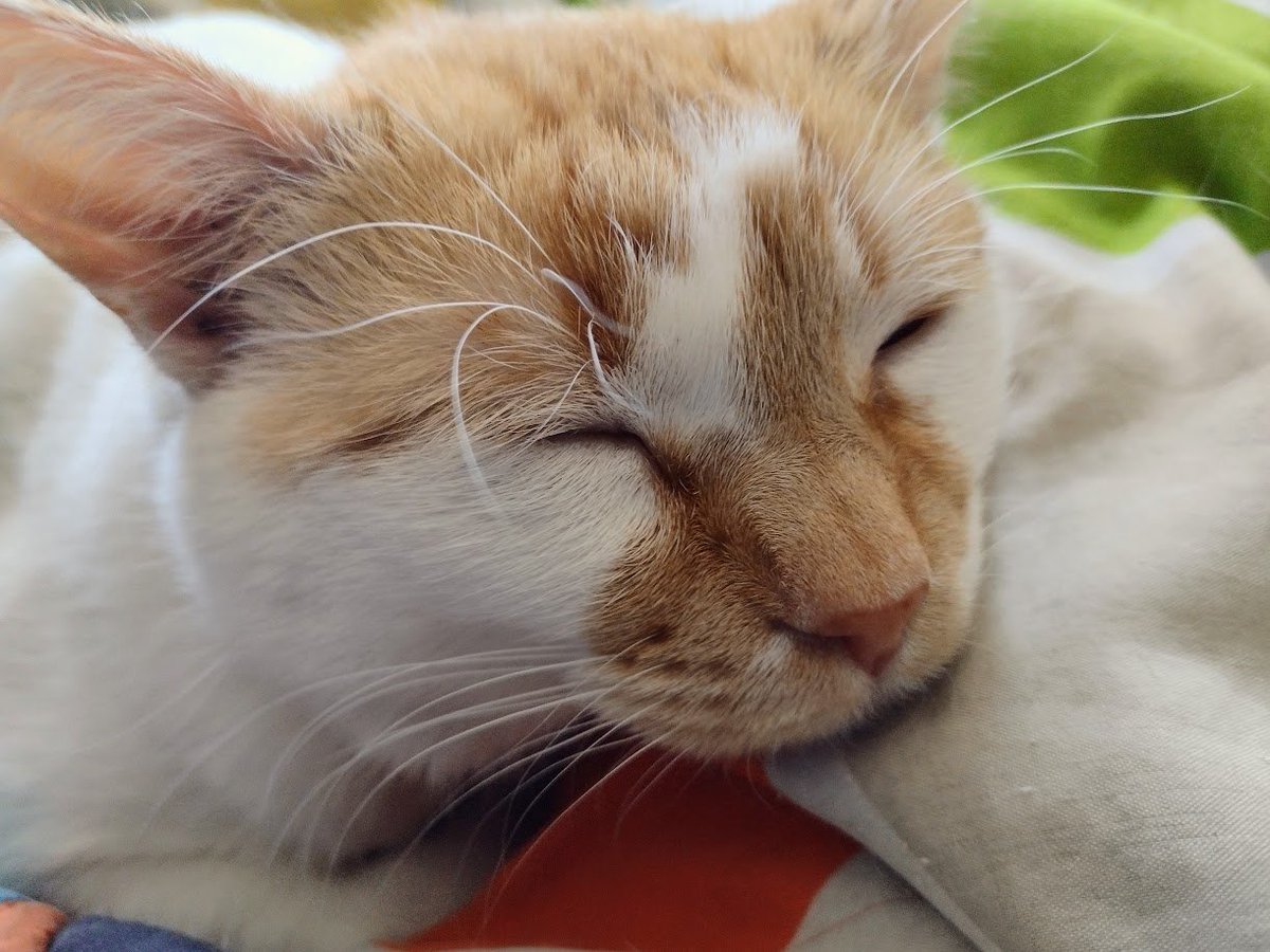FartyCheddarCat's tweet photo. I ses I wants out to play,
But mama ses anubber day,
It not be fair, cuz I wants out,
I cwy all sad, and den I pout.

But den I see how tired she be,
Dat she needs cuddle purrs from me,
So I deside, I not pwotest,
I snuggles close so she can west. 

#CheddarPoetry #MamaTired https://t.co/yArZwVZ7D3