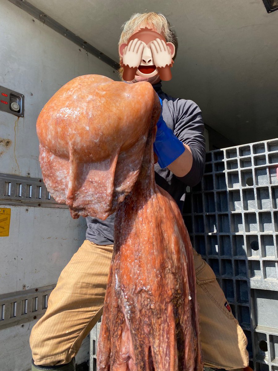 Ties_gpc's tweet photo. 巨大活タコと奮闘中😂
毛蟹も大漁ですよー‼️
活送り、チルド送り承ります😆
#活毛蟹　#活たこ
#合同会社ties https://t.co/sQLZ2Csnnj