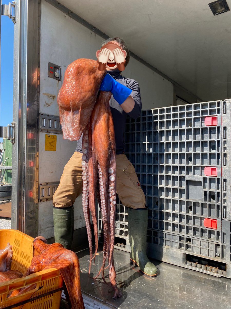Ties_gpc's tweet photo. 巨大活タコと奮闘中😂
毛蟹も大漁ですよー‼️
活送り、チルド送り承ります😆
#活毛蟹　#活たこ
#合同会社ties https://t.co/sQLZ2Csnnj