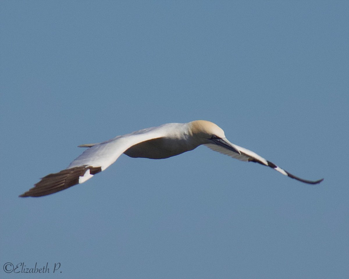 #NorthernGannet seen today at Staten Island,NY.