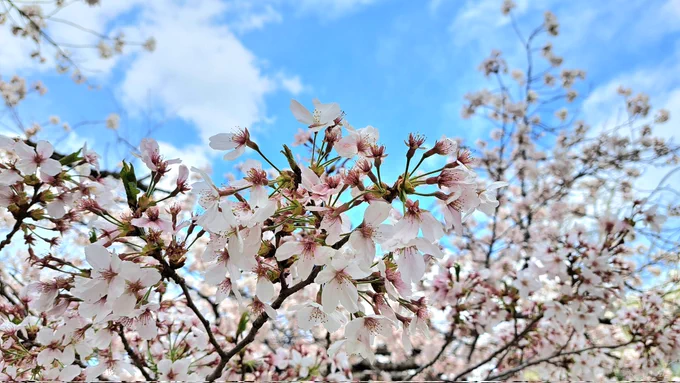 桜が綺麗に咲いてますな～ 