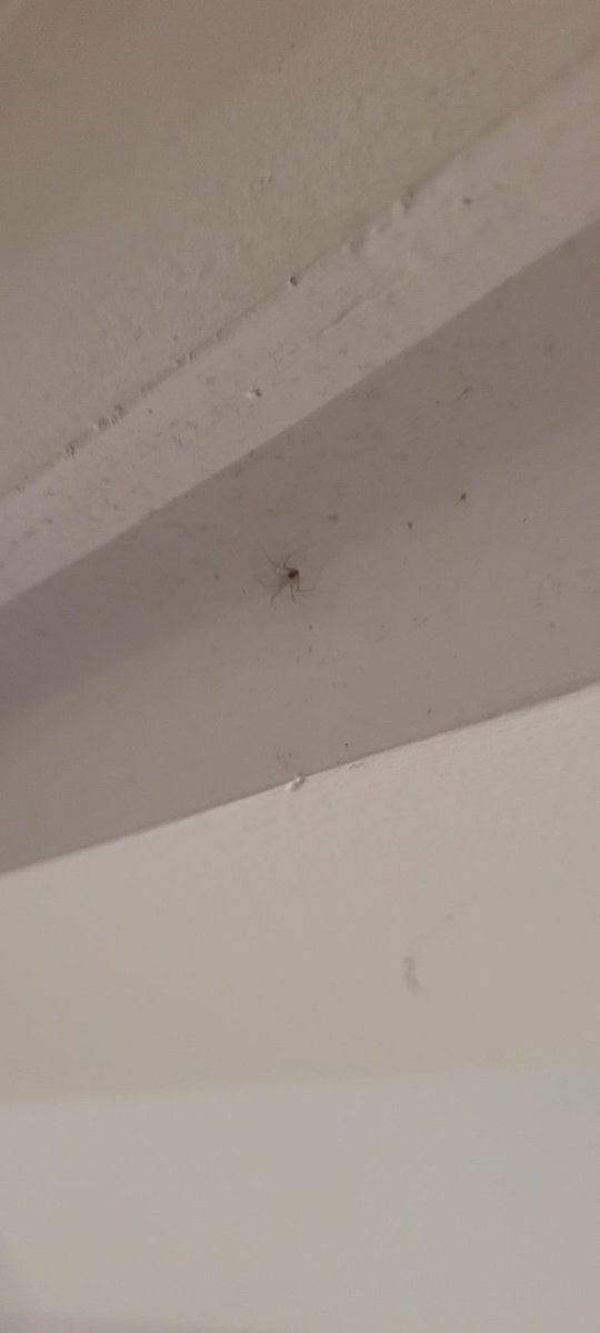 ElizabethGTena's tweet photo. Me and my husband went to #Colombia for our honeymoon. In Cartagena we stayed at a @Airbnb  and I was attacked by spiders at night and all my body was full of bumps. We have tried to get our money back as a compensation.the hotel @soylocalcl and airbnb refuses to pay us back 1/2 https://t.co/7x6U53iGkQ