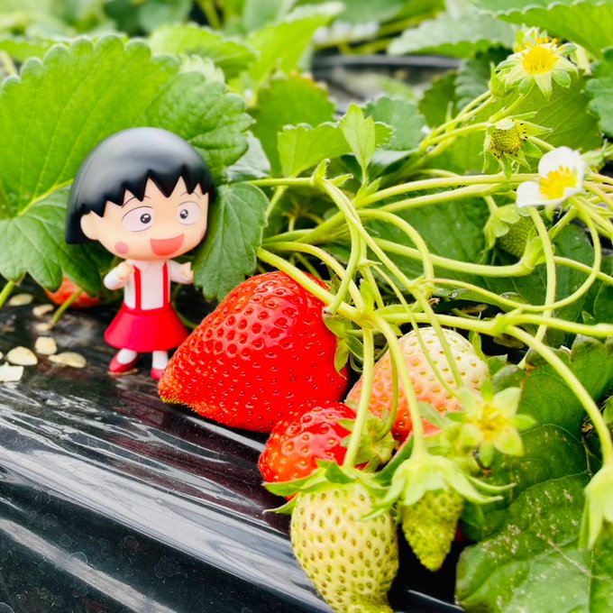 真っ赤でツヤツヤないちご！私のスカートみたいだねぇ🍓#ちびまる子ちゃん #いちご #chibimarukochan #m