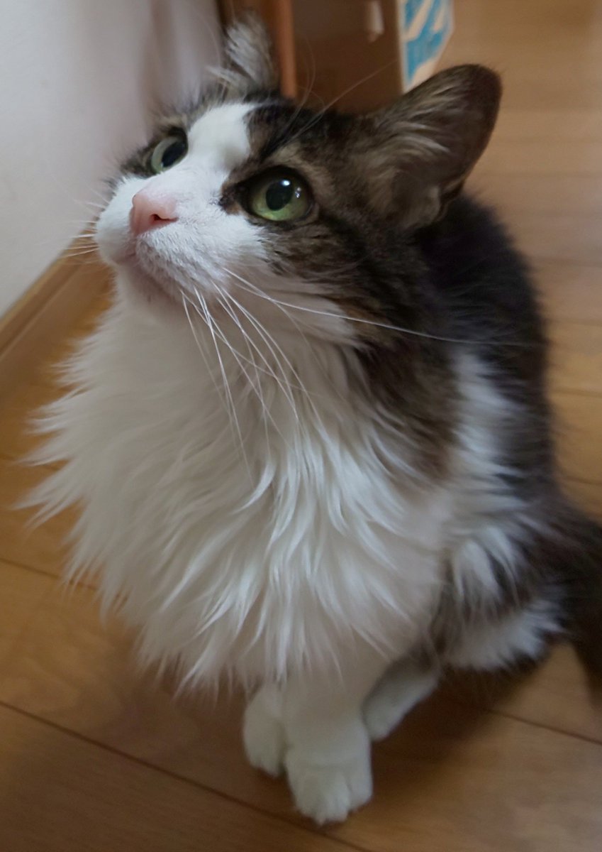 ST34mamoru's tweet photo. 昨日3月30日、わが家の愛猫キララが天寿を全うし、昨年先立った母の待つ虹の袂に旅立っていきました。約18年と11ヶ月。猫としては少々長い生涯だったと思います。
年齢的に覚悟はしていたつもりですが、それでもやはり現実を受け止めきれません。今でも足元に寄添って見上げている気がします。 https://t.co/g9pGYk53tq