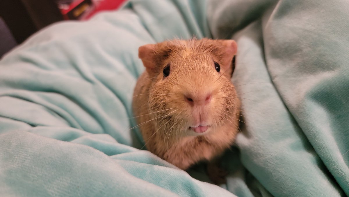 Skinnyguinea007's tweet photo. @TheEmmaDoodle My muddle sends their well-wishes. 😔 https://t.co/XOPzb97HrQ