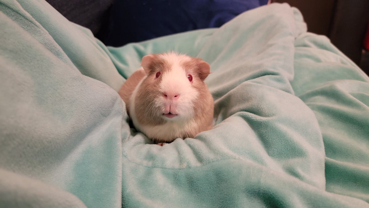 Skinnyguinea007's tweet photo. @TheEmmaDoodle My muddle sends their well-wishes. 😔 https://t.co/XOPzb97HrQ
