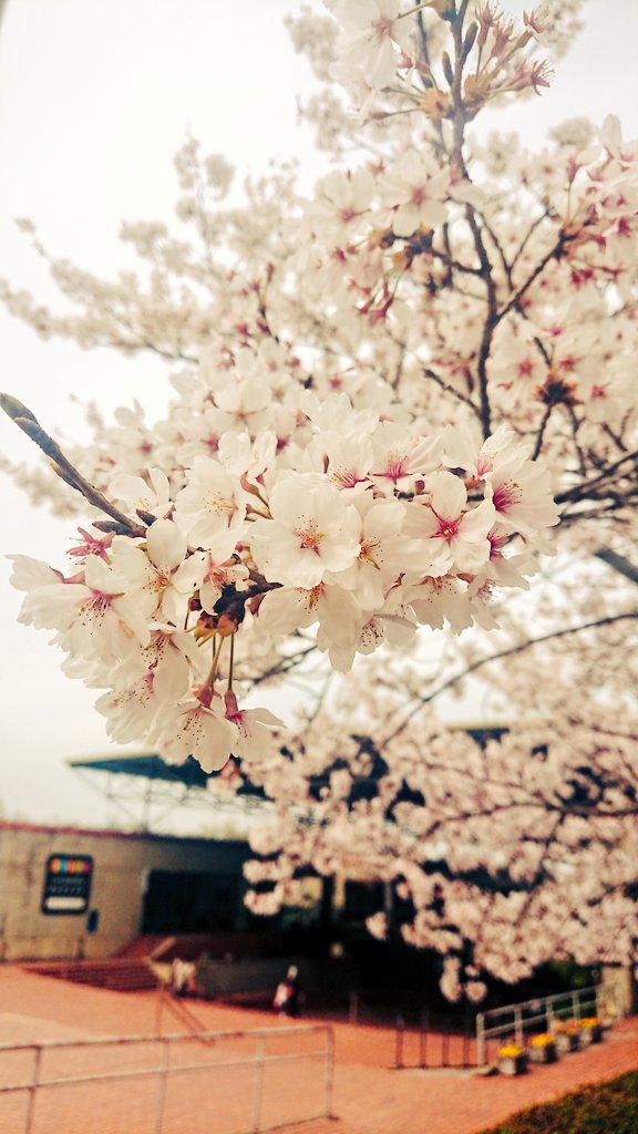 桜がとてもキレイ。 https://t.co/TZdUS3OvLG