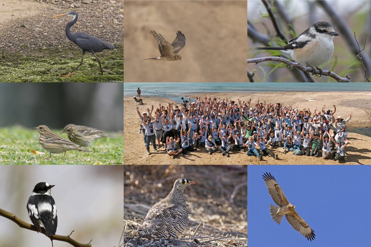 yoavperlman's tweet photo. I headed down to Eilat, saw cool birds, met wonderful people, helped Red-breasted Geese and even took a few OK photos. Check my blogpost for more:
https://t.co/pzHc4R31ou

#eilatbirdfestival #cotf23 #givegeeseachance https://t.co/nxlbne4uLK
