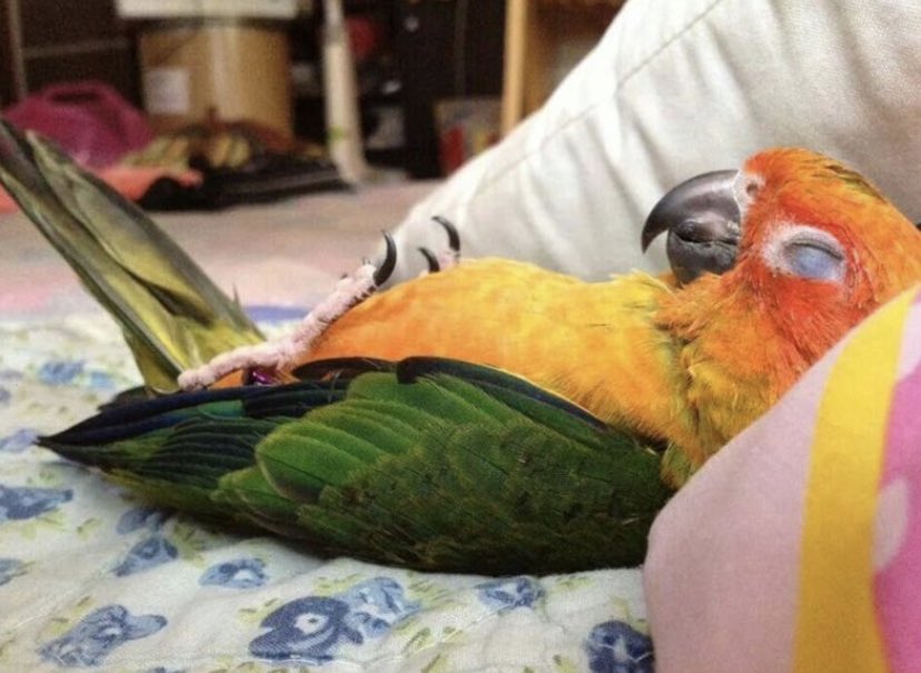 humbracker's tweet image. ime.   feelegn slep