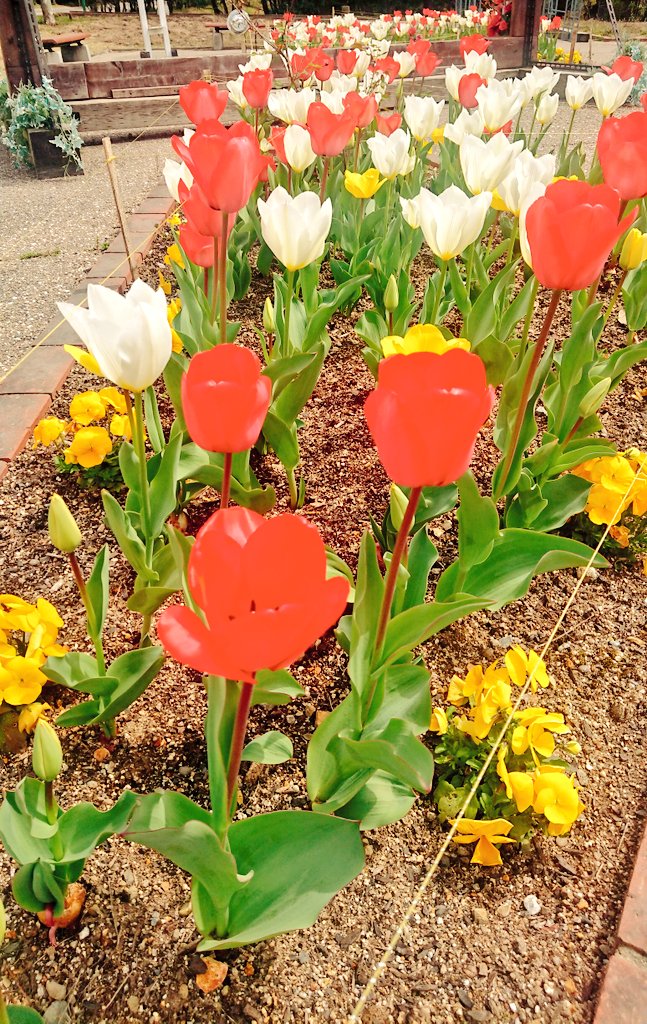チューリップもキレイ。春だねー☺️ https://t.co/AHRW499Euk