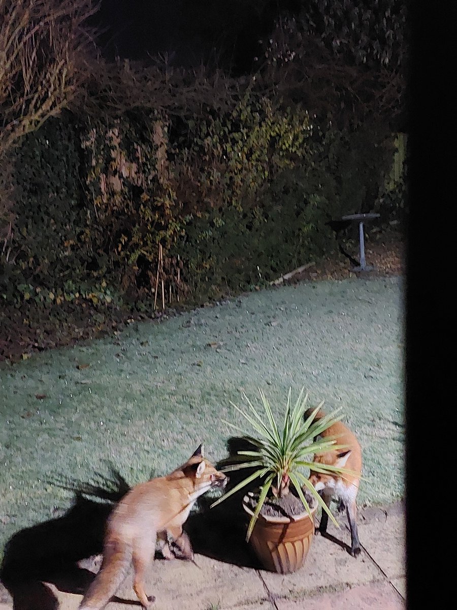 Louise Loxton tweet media