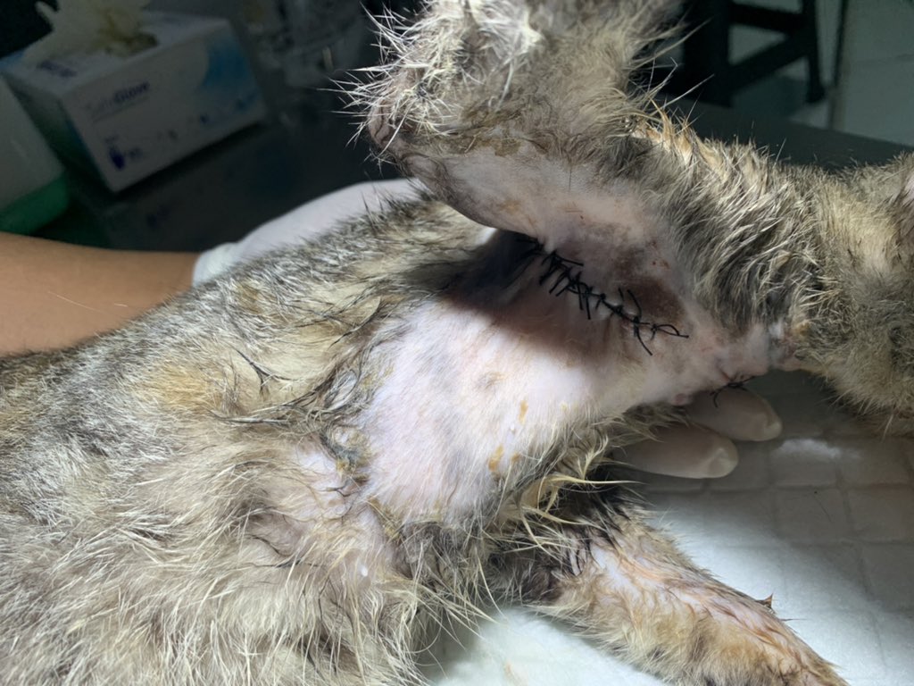 izzurifqi_'s tweet photo. Heran ada orang yang iseng ngaretin kucing trus dibiarin sampe ngikis ke ototnya, jadinya harus dijahit muterin leher https://t.co/rr3NwtHCNa