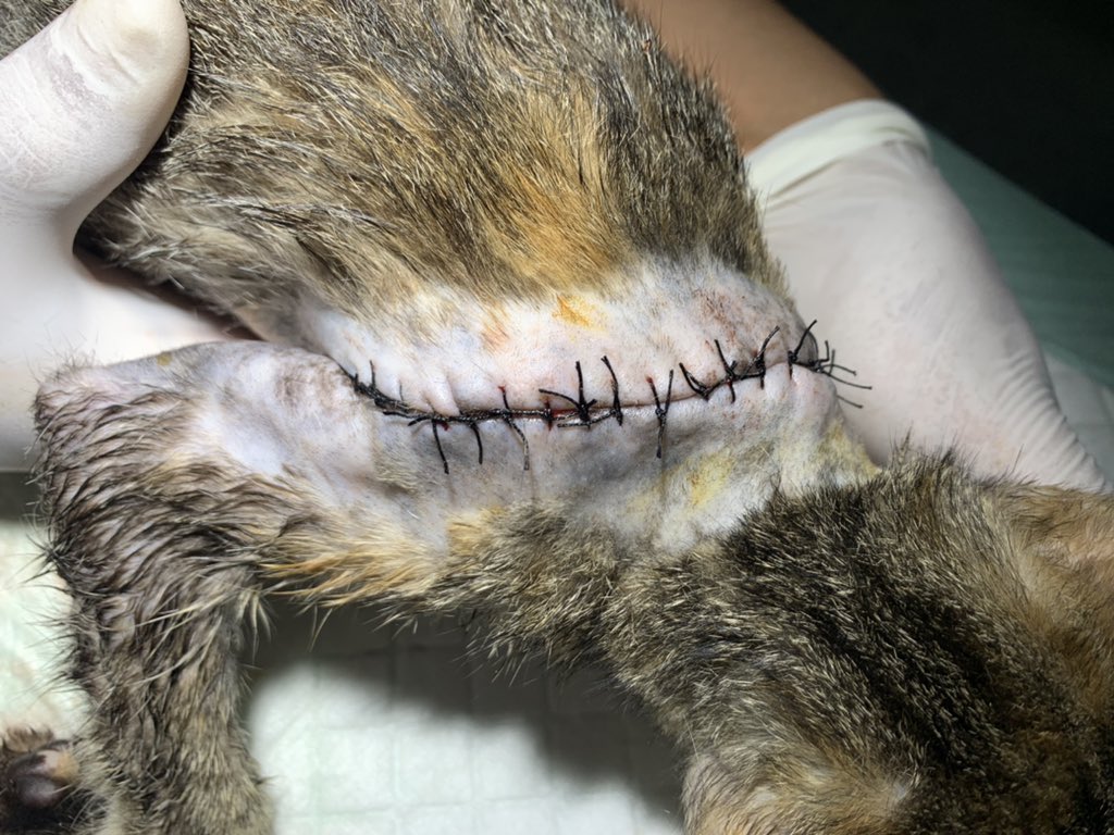 izzurifqi_'s tweet photo. Heran ada orang yang iseng ngaretin kucing trus dibiarin sampe ngikis ke ototnya, jadinya harus dijahit muterin leher https://t.co/rr3NwtHCNa