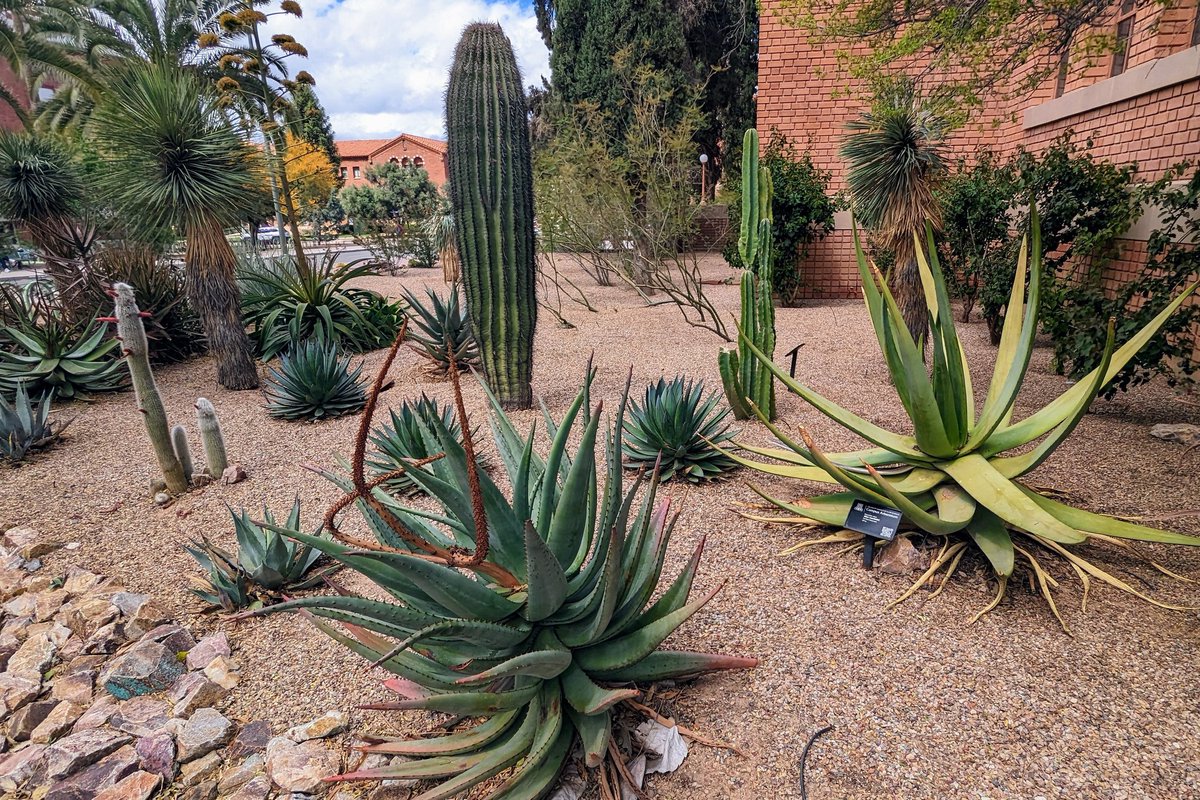 Natasha Pauli (@natasha_pauli) on Twitter photo Today I had a chance to explore the beautiful Tucson campus of <a href="/uarizona/">University of Arizona</a> - I am falling in with cacti and succulents!
The best part of the day was meeting our wonderful colleagues from <a href="/udallcenter/">udallcenter</a> - so looking forward to the next week of working and learning together! Today I had a chance to explore the beautiful Tucson campus of <a href="/uarizona/">University of Arizona</a> - I am falling in with cacti and succulents!
The best part of the day was meeting our wonderful colleagues from <a href="/udallcenter/">udallcenter</a> - so looking forward to the next week of working and learning together!