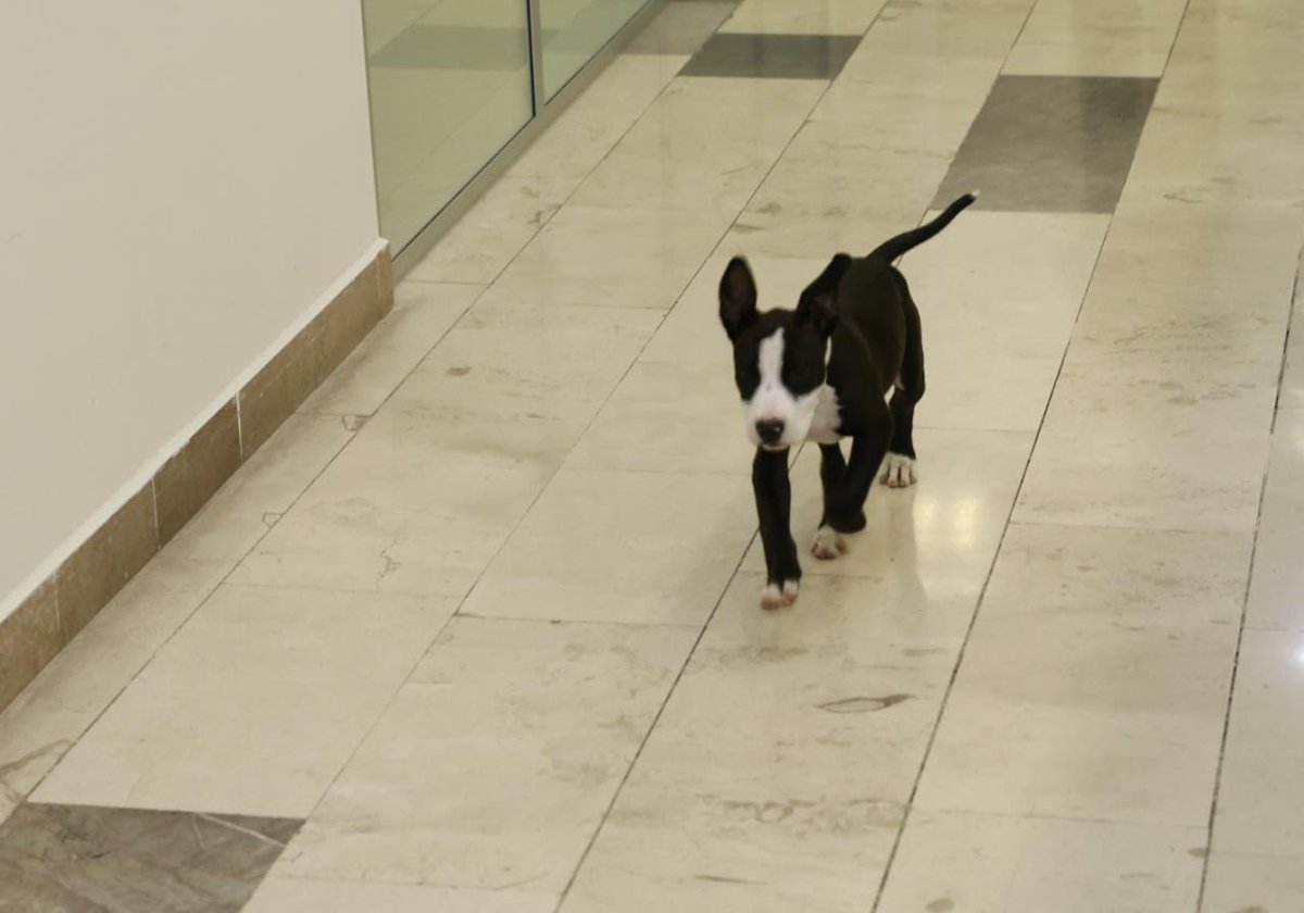 Así cerramos un ¡día perrón! 🐶 

Aquí está este campeón, ya bien alimentado y feliz. Deja atrás una historia de maltrato y apunta a un nuevo horizonte.

Siempre he creído que el poder sirve para cambiar vidas, vidas caninas incluidas 😌

Excelente noche, Puebla 🌝