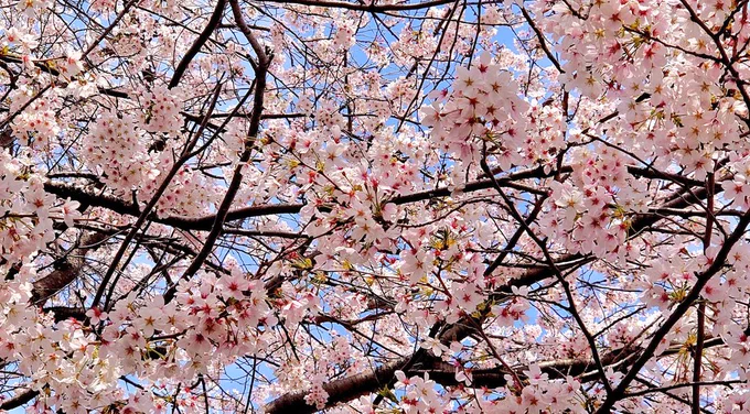 桜だよ〜〜〜〜c(  ॑꒳ ॑ c) (っ ॑꒳ ॑ )っ 