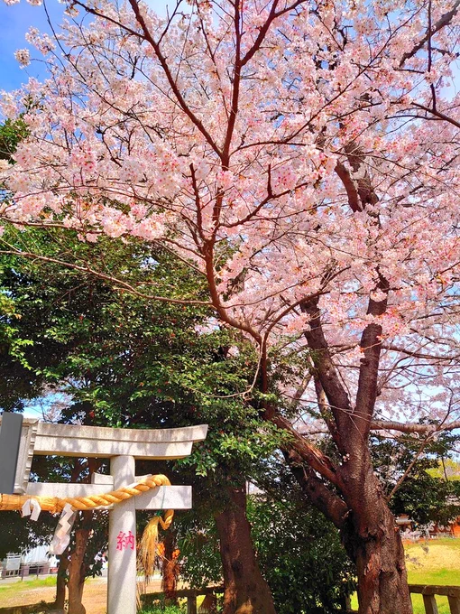 桜だよ〜〜〜〜c(  ॑꒳ ॑ c) (っ ॑꒳ ॑ )っ 