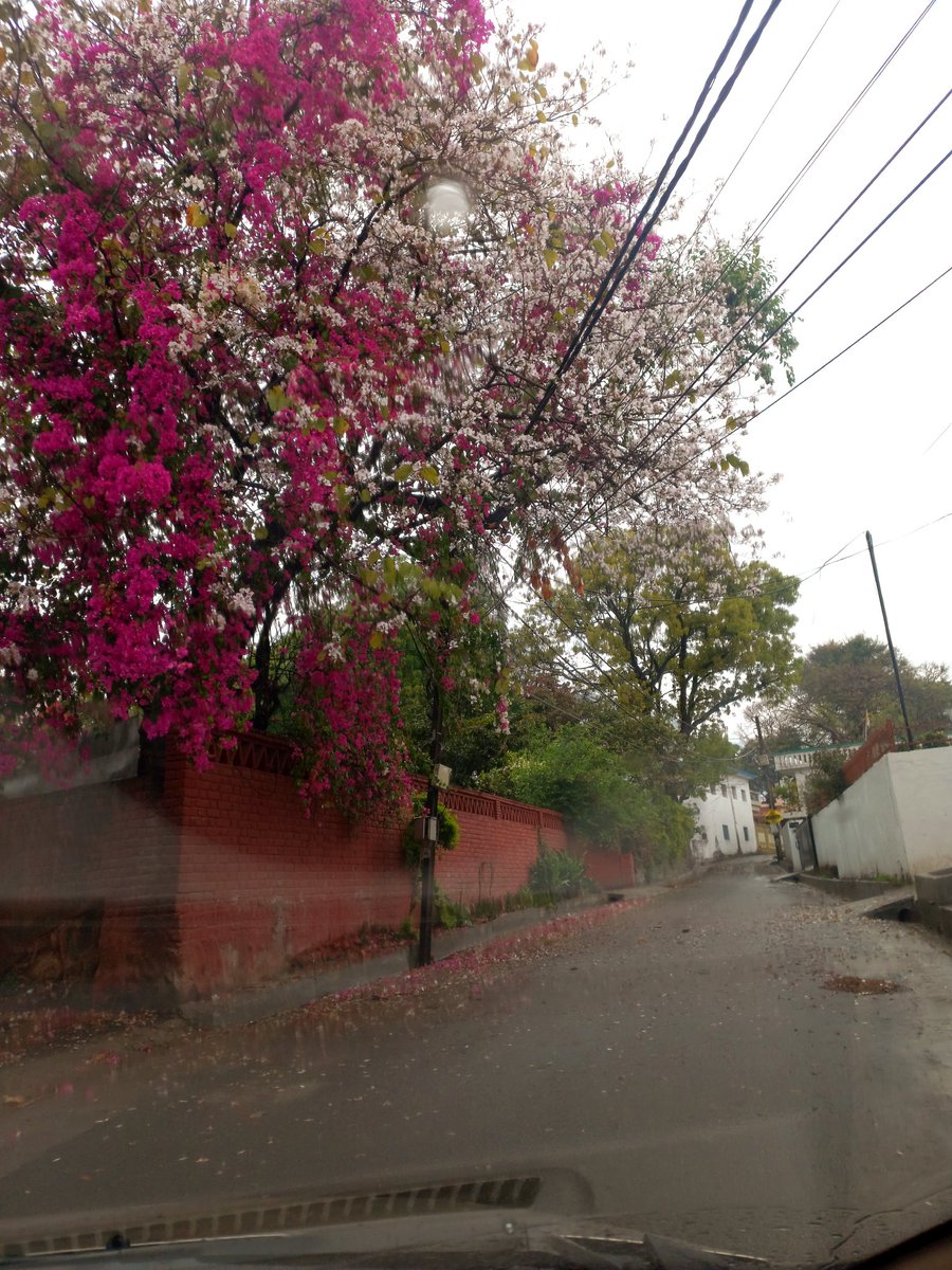 manu_panwar's tweet photo. The splendour of #Dehradun this morning! https://t.co/qSjK6zOF8Y