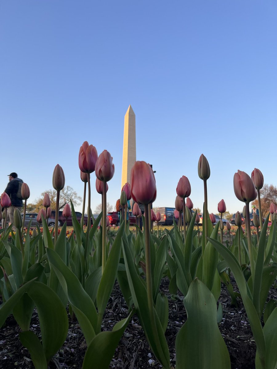 Y nos fuimos a ver los #cherryblossoms 
El día estuvo lindo! Y nos recargamos de energía! 

<a href="/CherryBlossFest/">National Cherry Blossom Festival 🌸</a>

#cherryblossom #washingtondc #tidalbasin #sakura #latinasconvoz #latinasconvoztv #jueves #springishere #spring #loveit #tulips