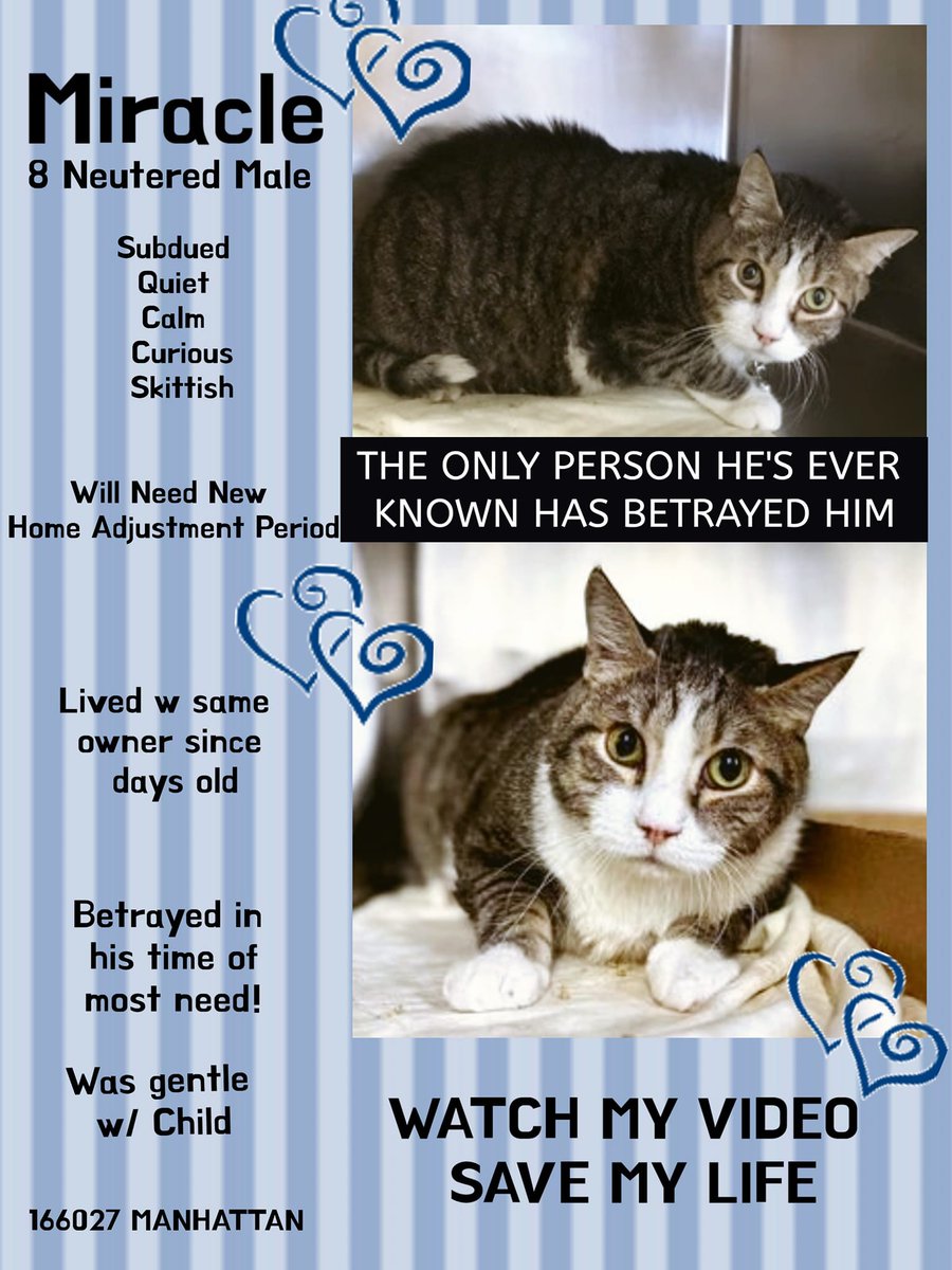 Chonky senior boy kitty Miracle 166027 at NYC ACC in #NewYork dumped &amp; discarded! Death will come on 04/01 without a miracle! Diabetic (drinking &amp; urinating a lot) &amp; stressed in shelter he'll need a patient adopter! Adopt! Pledge for rescue! LAST CALL! 🙏
facebook.com/photo/?fbid=54…